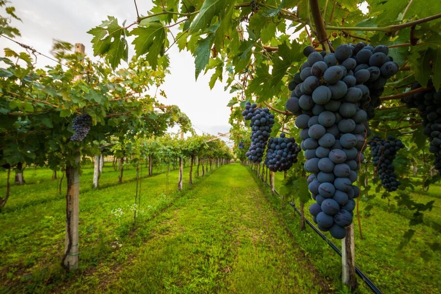 From Florence: Chianti Wine Tour with Tasting - Coach Time Through Tuscany: Views, Comfort, and Motion-Sickness Reality