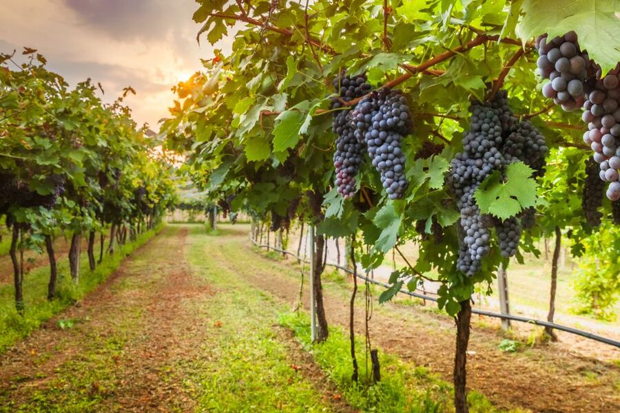From Florence: Chianti Wine Tour with Tasting - Price and Value: Why $41 Can Feel Like a Win