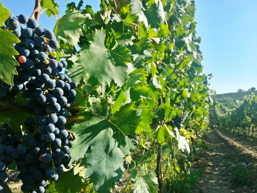 From Florence: Chianti Wine Tour with Tastings - Local Food Pairings: Pecorino Cheese and Other Tuscan Staples