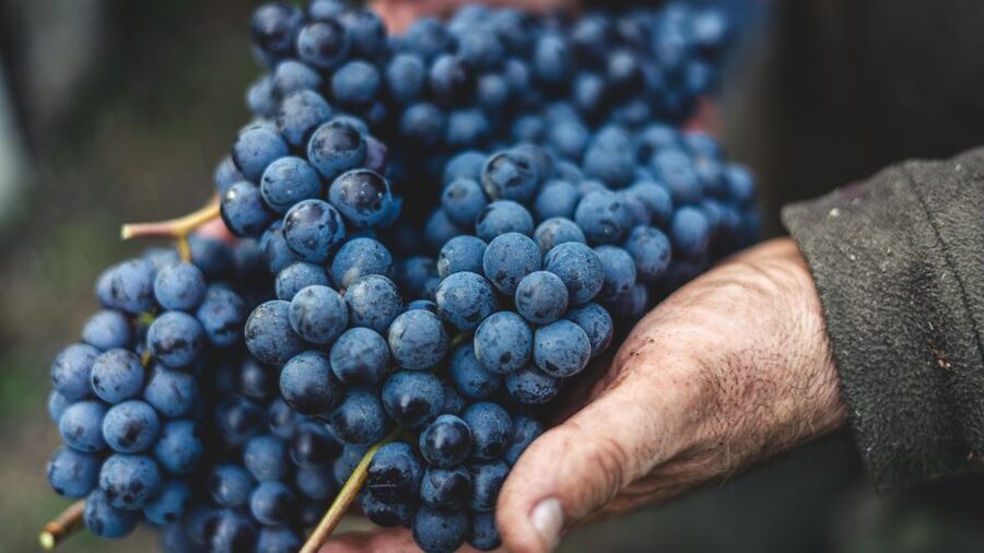 From Florence: Private Chianti Hills Tour with Tasting - Practical logistics and what to watch for on timing