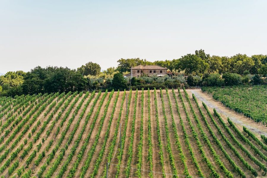 From Florence: Small Group Wine Tasting Tour to Tuscany - What you’ll taste: Chianti reds, olive oil, and the food that ties it together