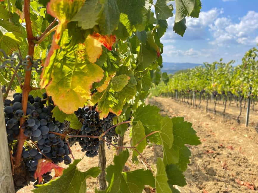 From Florence: Tuscany & San Gimignano Tour with 2 Tastings - Key takeaways