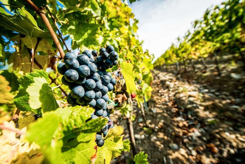 From Florence: Tuscany Wine & Food Tour with Guide - Getting to Piazzale Montelungo Like a Pro
