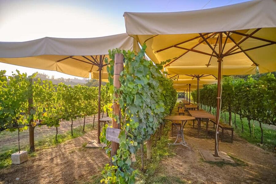 From Florence: Wine Tasting and Dinner in Chianti Vineyards - First winery stop: estate tour, vineyards, cellars, and olive oil tasting