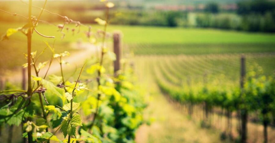 From Naples: Pompeii and Wine Tasting Tour with Lunch - Key things to know before you go