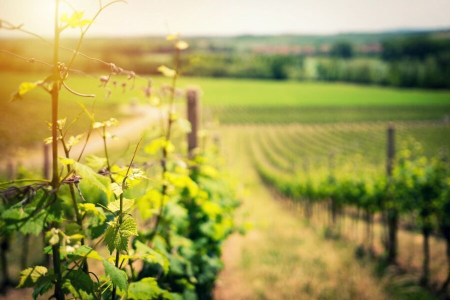 From Naples: Pompeii and Wine Tasting Tour with Lunch - Naples to Pompeii and Vesuvius in one packed, well-run day