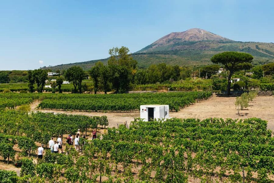 From Naples: Wine Tasting Tour on Vesuvius Slopes with Lunch - Key things I found most worth your time