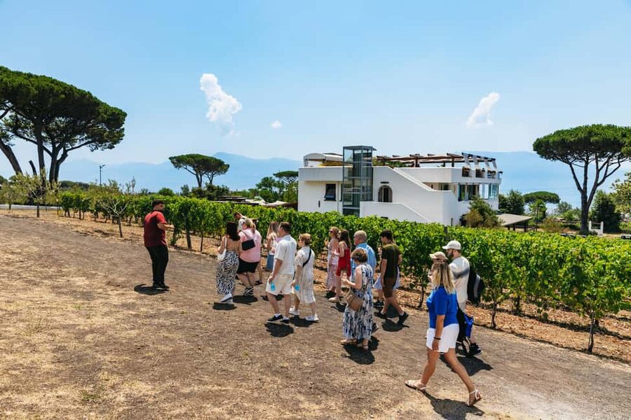 From Naples: Wine Tasting Tour on Vesuvius Slopes with Lunch - Lunch on the terrace: where the pairing becomes the highlight