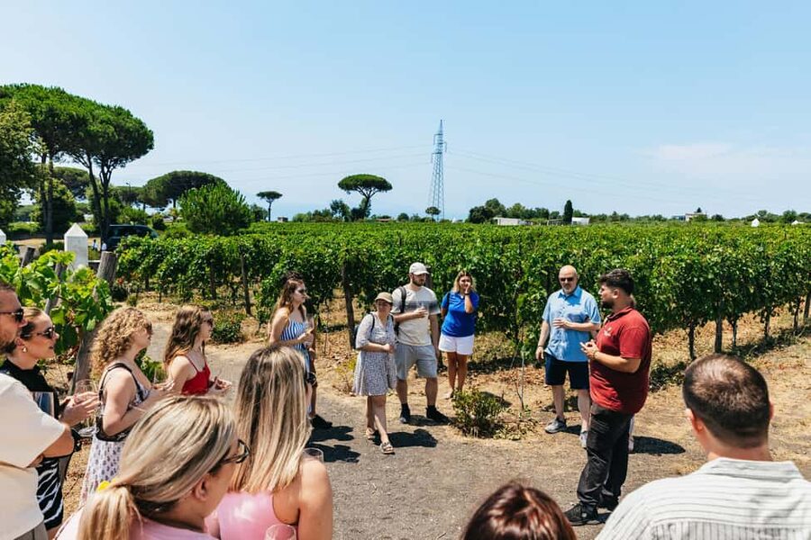 From Naples: Wine Tasting Tour on Vesuvius Slopes with Lunch - Price and value for a full Naples to Vesuvius half day