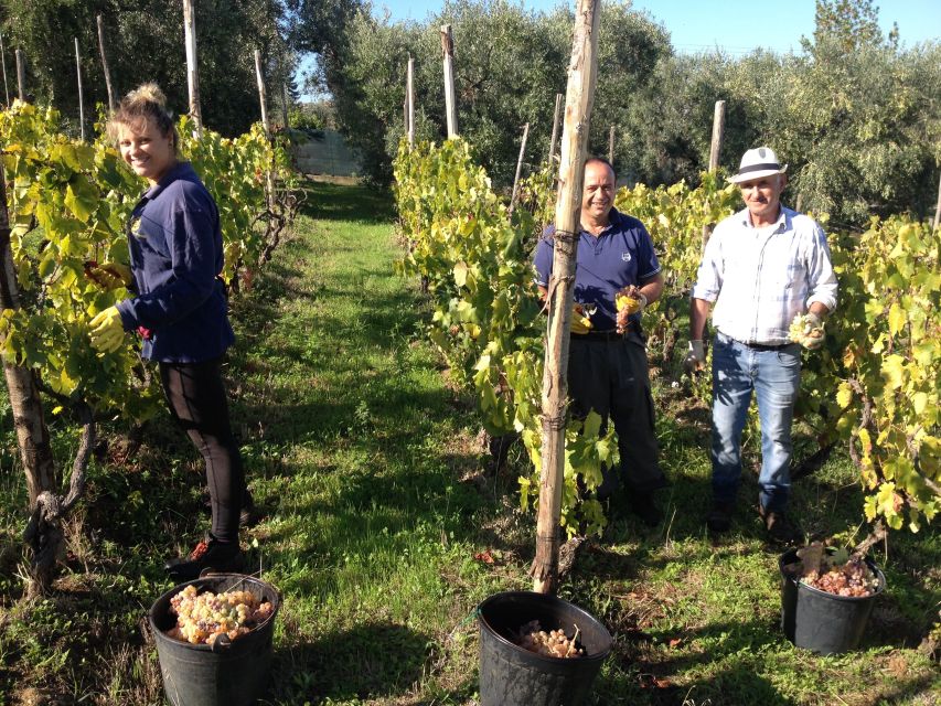 From Rome: Half-Day Frascati Wine Tour with Farmhouse Lunch - Key things to know before you go