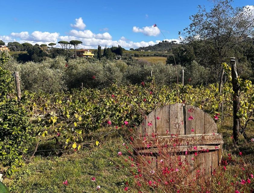 From Rome: Half-Day Frascati Wine Tour with Farmhouse Lunch - Walking Frascati’s Historic Center, Cathedral Views, and Wine Tradition