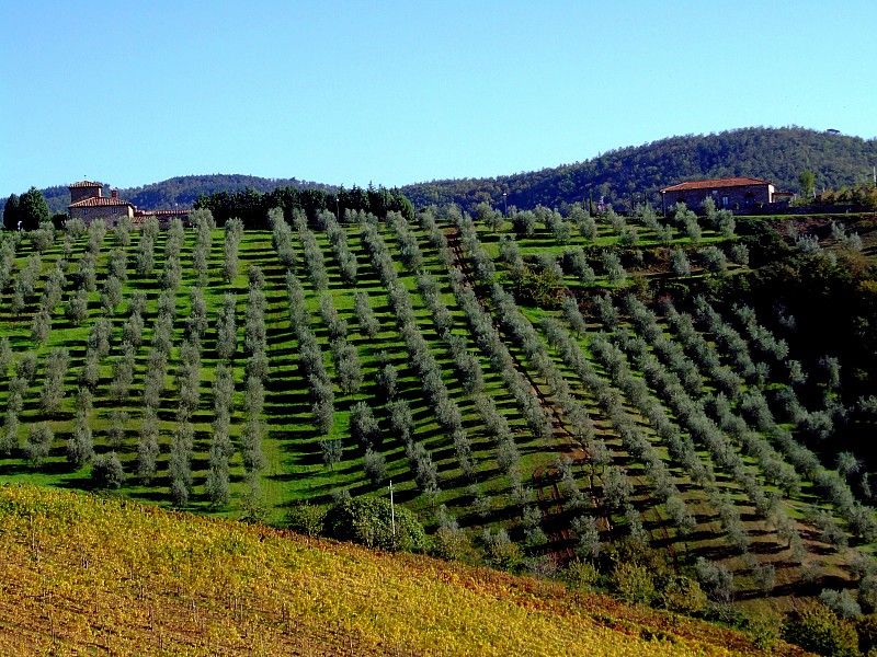 From Siena: Chianti and Castles Tour with Wine Tastings - Monteriggioni’s Walled Views, Castles Without the Big Hike