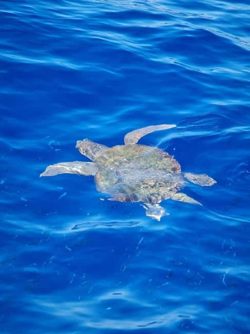 From Sorrento: Capri Boat Tour with Blue Grotto Visit - Food, Drinks, and What You Will Pay Extra for