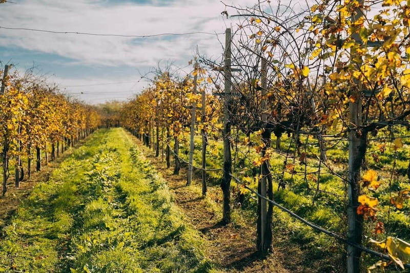 From Venice: Prosecco Hills and Wine Tasting Tour - The scenic drive through Valdobbiadene and Conegliano, plus smart stops