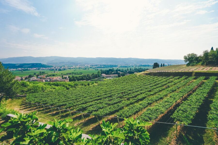 From Verona: Valpolicella and Amarone Wine Tasting Tour - Price and value: is $112.15 a good deal?