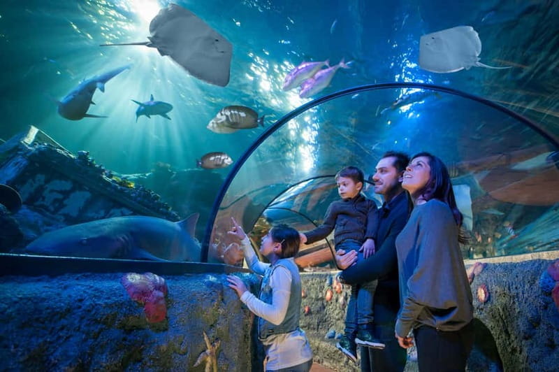 Gardaland SEA LIFE Aquarium: Open Date Entry Ticket - Gardaland SEA LIFE Aquarium: the big idea and what makes it worth your time