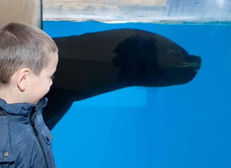 Gardaland SEA LIFE Aquarium: Open Date Entry Ticket - Getting there from Peschiera del Garda: a simple plan
