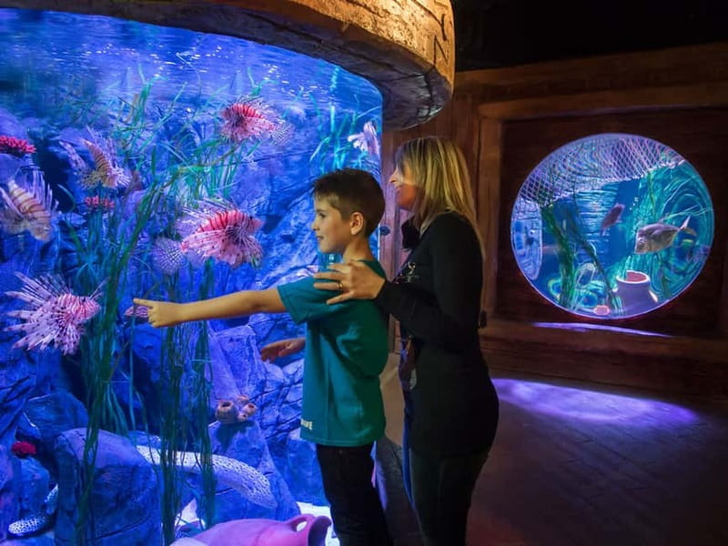 Gardaland SEA LIFE Aquarium: Open Date Entry Ticket - Oceanic Tank: sharks, rays, and the best overhead views