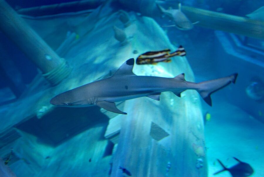 Gardaland SEA LIFE Aquarium: Open Date Entry Ticket - Kids’ extras: drawing a fish and turning the visit into a souvenir