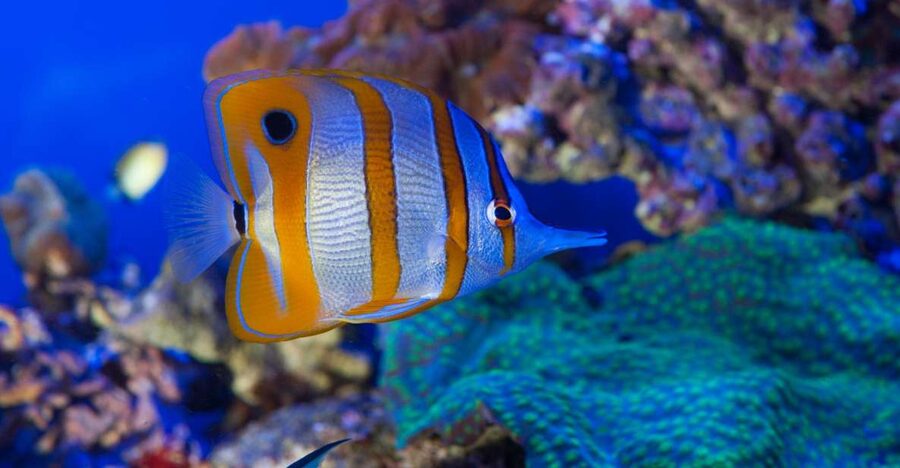 Genoa: Aquarium & Christopher Columbus' House Entry Tickets - Key things to know before you go