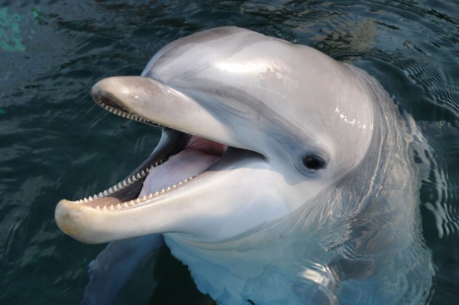 Genoa: Aquarium of Genoa & City of Children and Youth Ticket - Key Points You Should Know Before You Go