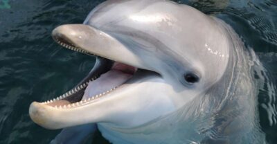 Aquarium of Genoa & City of Children and Youth Ticket