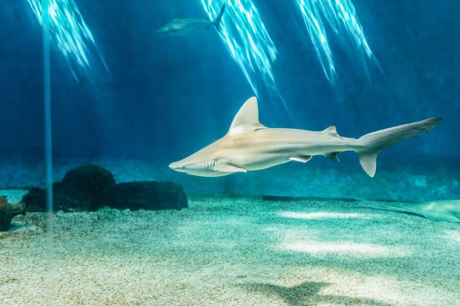 Genoa: Aquarium of Genoa Entry Ticket - Food and break options: focaccia tasting plus quick meals