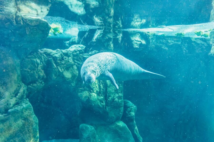 Genoa: Aquarium of Genoa Entry Ticket - Who this is best for in Genoa