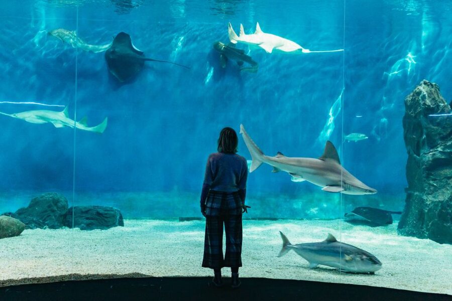 Genoa: Aquarium of Genoa with Lunch - Key things to know before you go
