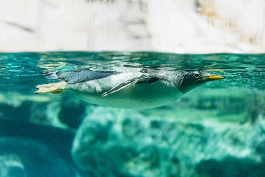 Genoa: Aquarium of Genoa with Lunch - Should you book Genoa Aquarium with Lunch at Tender Cafè?