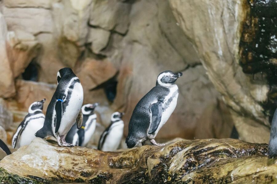Genoa: Aquarium of Genoa with Lunch - A Genoa Aquarium day that stays simple, Ponte Spinola included