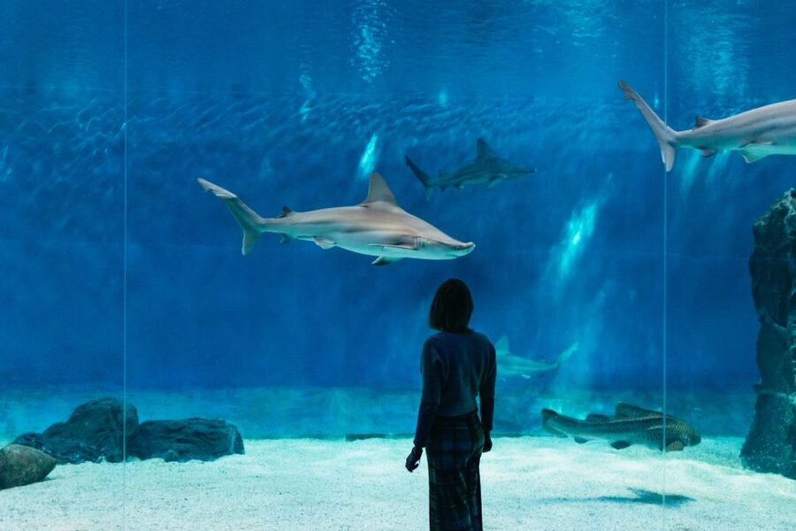 Genoa: Aquarium of Genoa with Lunch - Timing and lunch windows: how to avoid a day that runs out