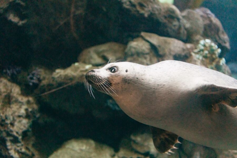 Genoa: Aquarium of Genoa with Lunch - Tender Cafè lunch: what you get, and how it fits the aquarium day