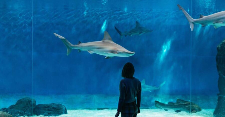 Genoa: Aquarium of Genoa with Lunch - Price and value: is $42 fair for aquarium plus lunch?