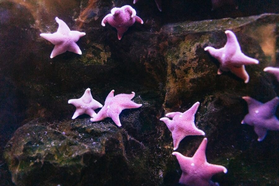 Genoa: Aquarium of Genoa with Lunch - Inside the Aquarium of Genoa: seas, themed routes, and real highlights