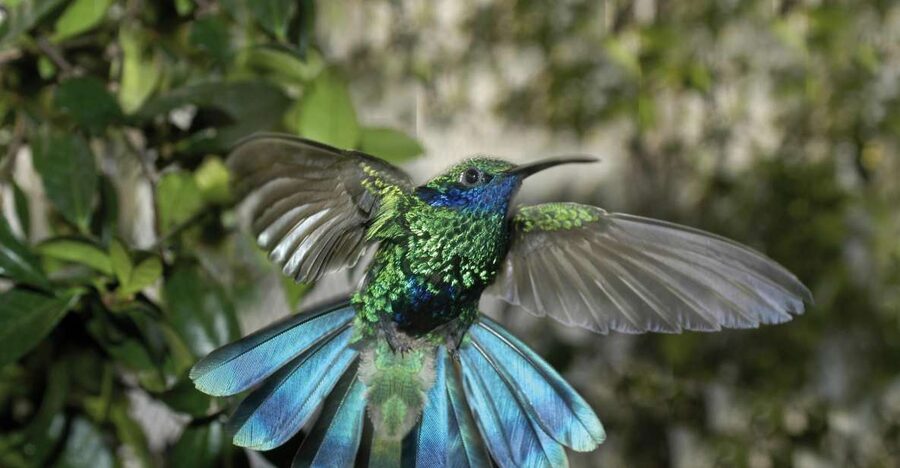 Genoa: Biosfera Entrance Ticket - The Genoa Biosfera Formula: City to Tropical Forest Fast