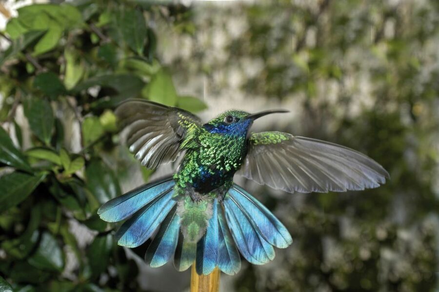 Genoa: Biosfera Entrance Ticket - What You See Inside: Tropical Forests and Fragile Ecosystems