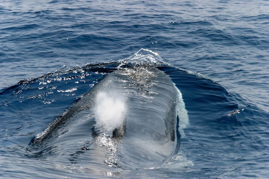 Genoa: Cetacean Watching Cruise with Marine Biologist Guide - Key things to know before you go