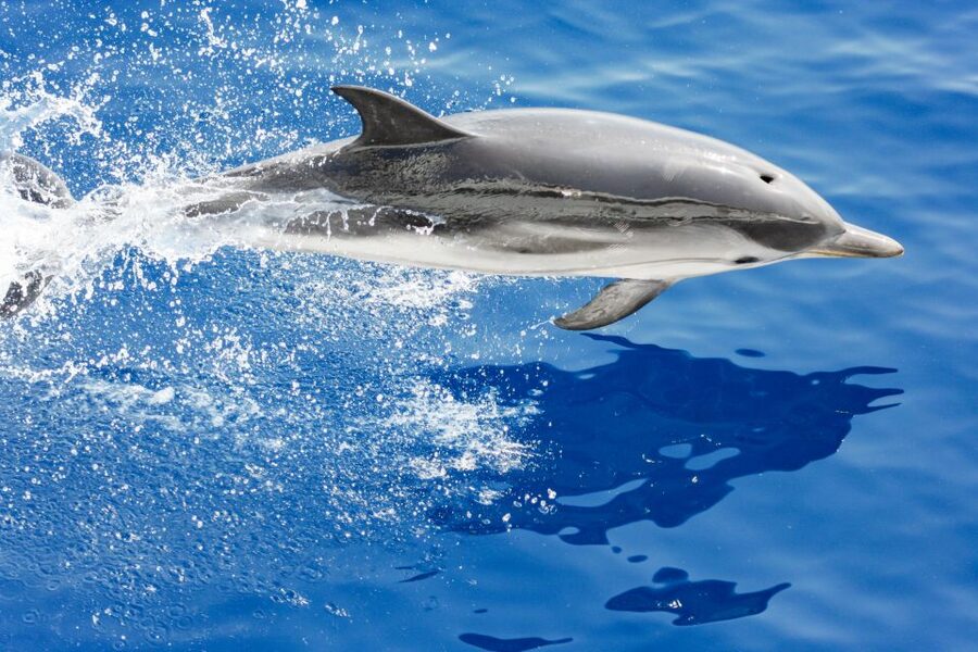 Genoa: Cetacean Watching Cruise with Marine Biologist Guide - Genoa Pelagos Sanctuary Cruise, and Why the Marine Biologist Matters