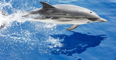 Cetacean Watching Cruise with Marine Biologist Guide