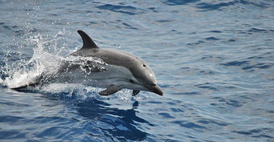 Genoa: Pelagos Sanctuary Whale Watching Cruise - Key points that make this cruise worth your time