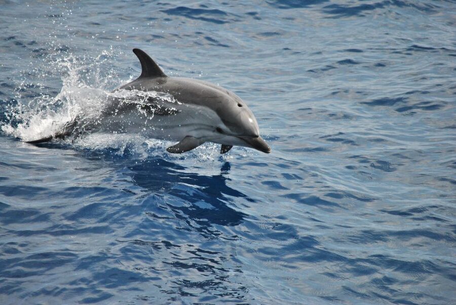 Genoa: Pelagos Sanctuary Whale Watching Cruise - Genoa’s Pelagos cruise: what you’re really buying