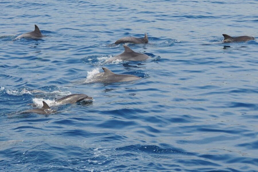 Genoa: Pelagos Sanctuary Whale Watching Cruise - The 13:00 departure and the first run toward the search zone