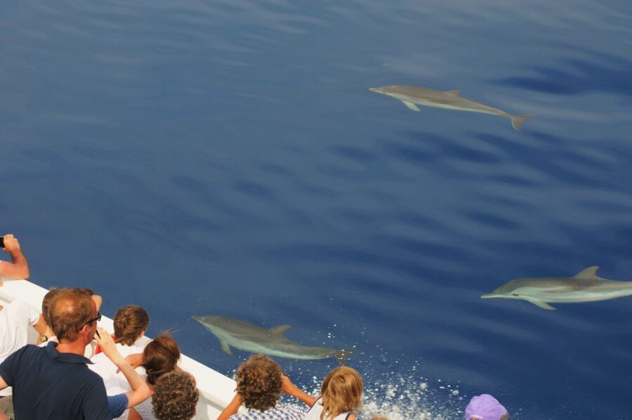 Genoa: Pelagos Sanctuary Whale Watching Cruise - How the biologist-led spotting works on the water