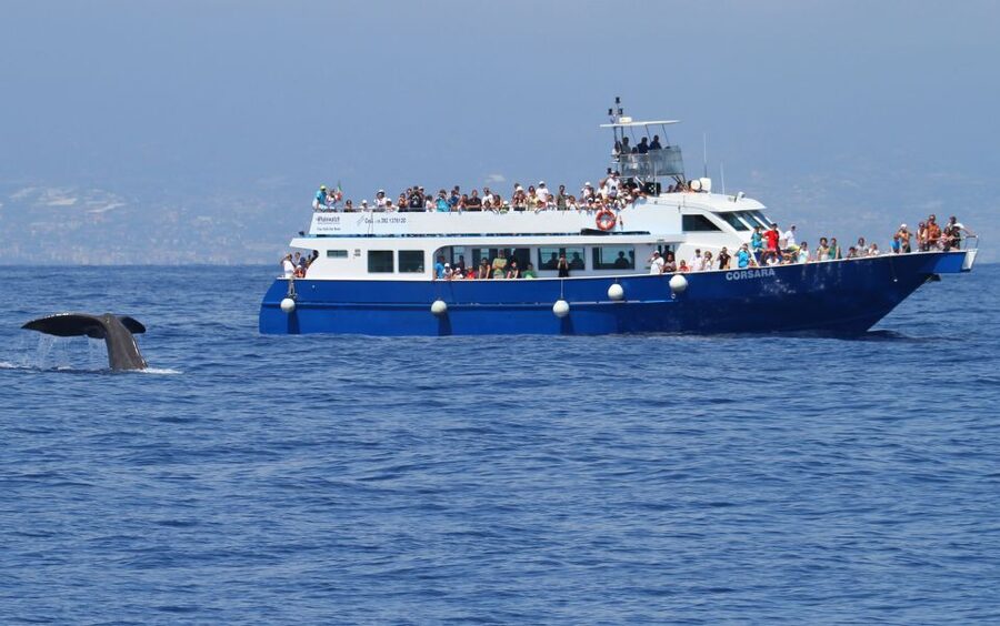 Genoa: Pelagos Sanctuary Whale Watching Cruise - What you might see: dolphins, sperm whales, beaked whales, and turtles
