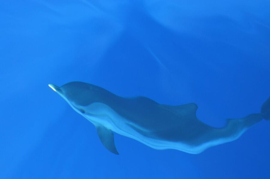 Genoa: Pelagos Sanctuary Whale Watching Cruise - Comfort and practicalities on board