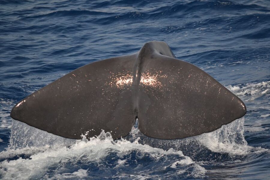 Genoa: Pelagos Sanctuary Whale Watching Cruise - Where you start: Porto Antico, Calata Mandraccio (and what to look for)