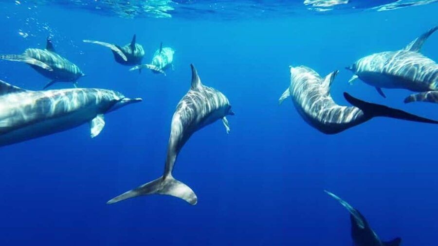 Giardini Naxos: Semi-Submarine Tour to Isola Bella - Key things to know before you go