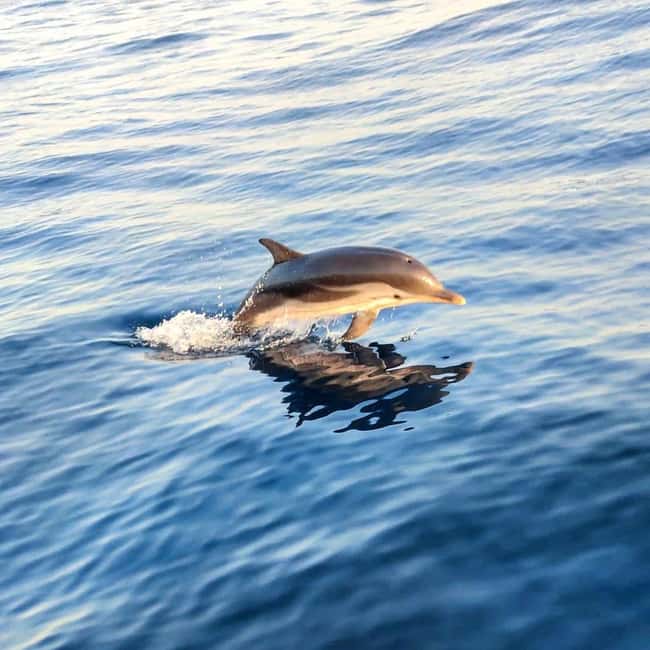 Giardini Naxos: Sunset Dolphin Watching Cruise with Aperitif - Key things to know before you go
