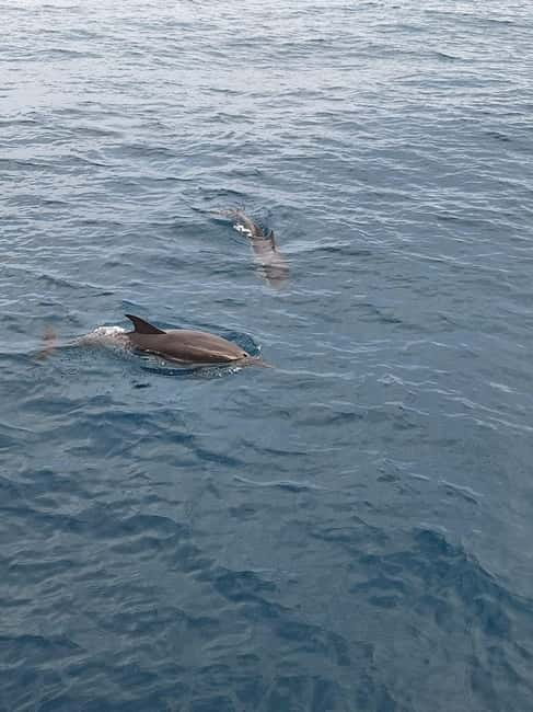 Giardini Naxos Taormina: Dolphin Watching Sunset Tour - Key highlights at a glance
